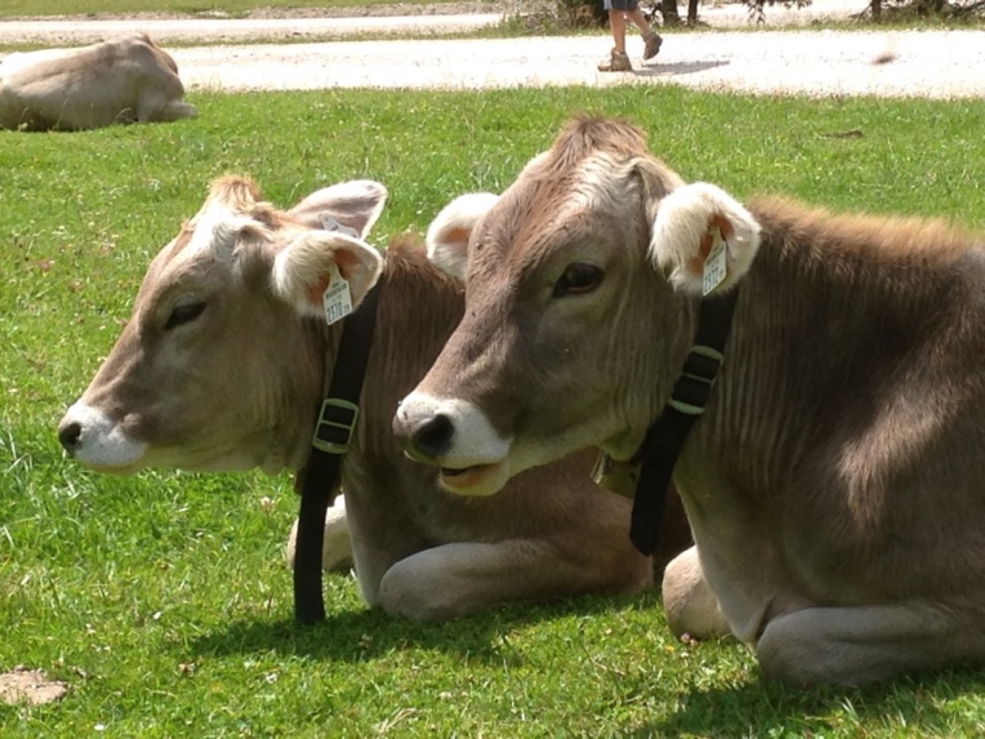 Message de Lyra : les agriculteurs et leurs vaches