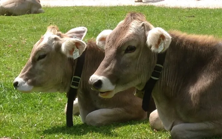 Message de Lyra : les agriculteurs et leurs vaches
